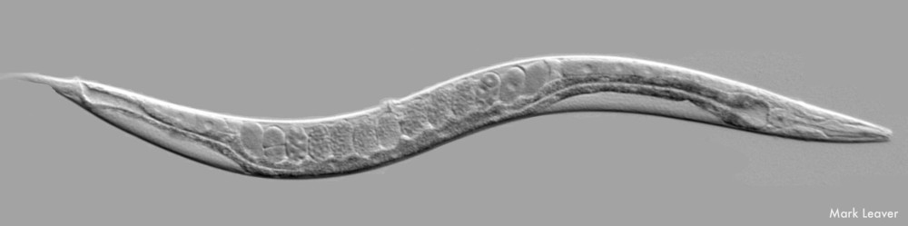 caenorhabditis-elegans-mark